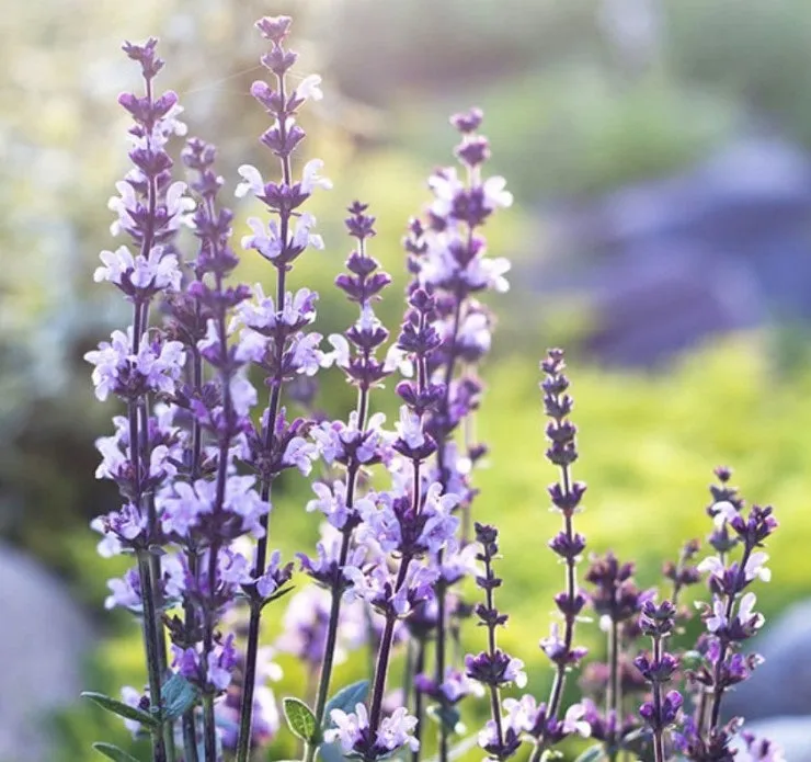Sage Oil
